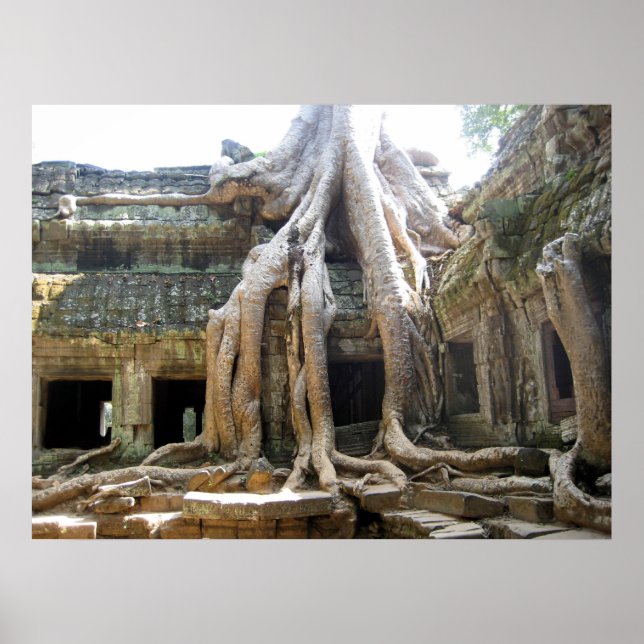 Angkor Tree Poster (Front)