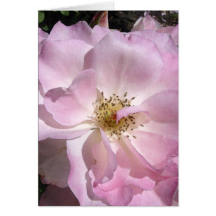 Angle Face Rose