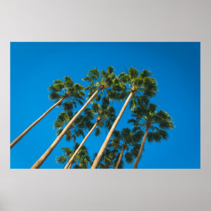 Angle perspective of group of tall thin palm trees poster
