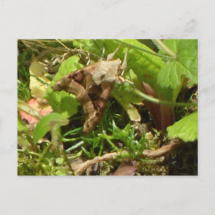 Angle Shades Moth Postcard