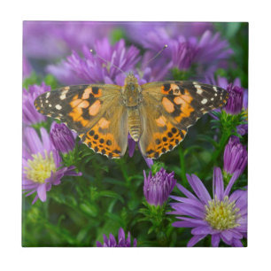 Angle Wing Butterfly On Cone Flower Ceramic Tile