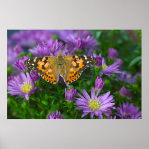 Angle Wing Butterfly On Cone Flower Poster