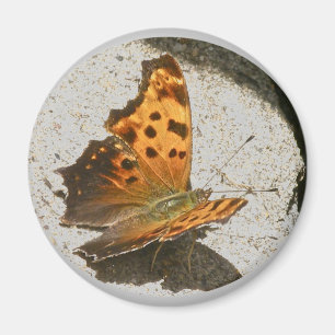 Angle Wing Comma Butterfly Magnet