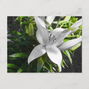 Angled Black and White Lily Postcard