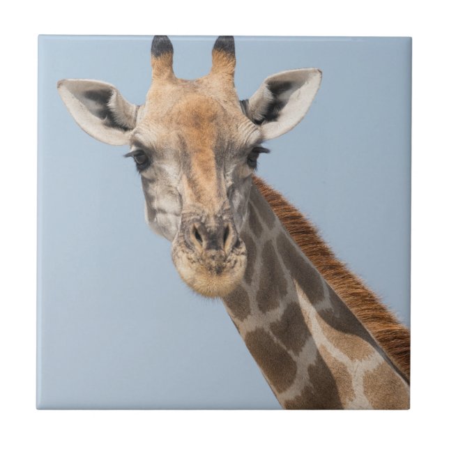 Angolan Giraffe Portrait Ceramic Tile (Front)