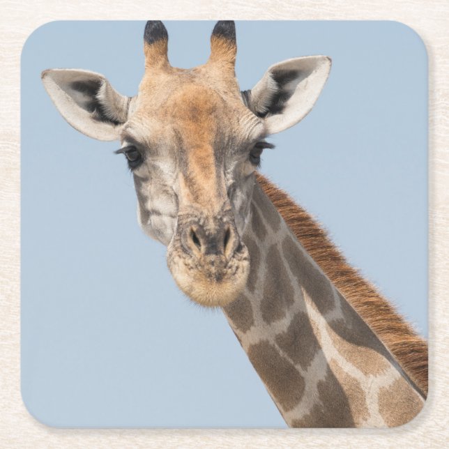 Angolan Giraffe Portrait Square Paper Coaster (Front)