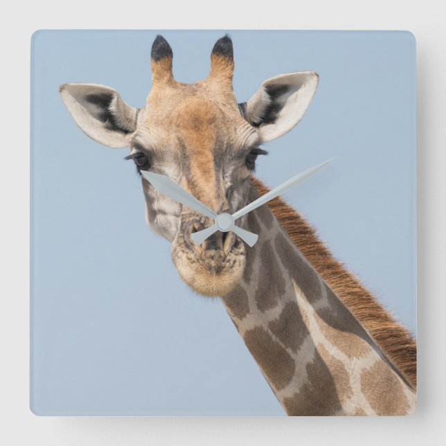 Angolan Giraffe Portrait Square Wall Clock (Front)