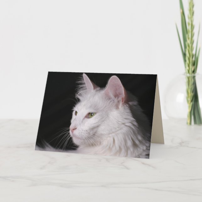 angora cat greeting card (Front)