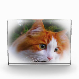 Angora Cat Photo Block