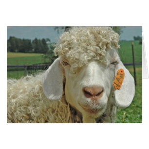 ANGORA GOAT