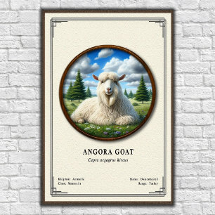 Angora Goat Zoology Series Poster