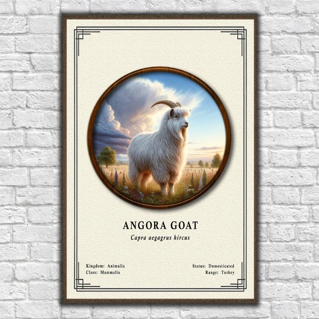 Angora Goat Zoology Series Poster (Creator Uploaded)