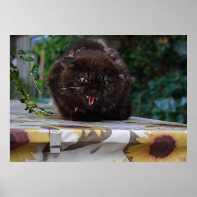Angry Black Cat Poster (Front)