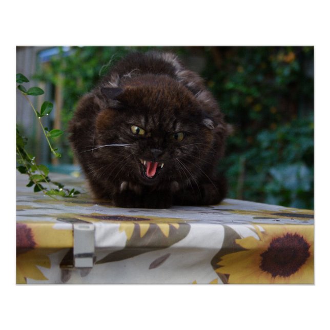 Angry Black Cat Poster (Front)