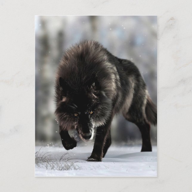 Angry black wolf postcard (Front)