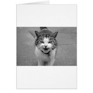Angry Cat