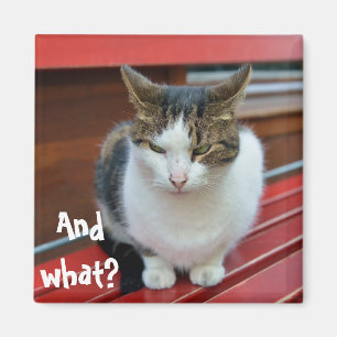Angry cat magnet