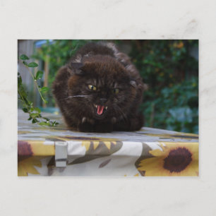 Angry Cat Postcard
