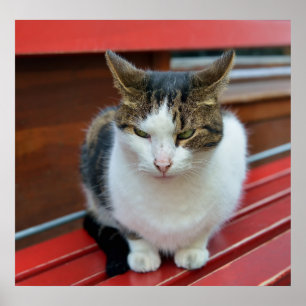 Angry cat poster