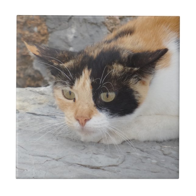 Angry Cat Small (4.25" x 4.25") Ceramic Photo Tile (Front)