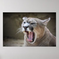 Angry Cougar