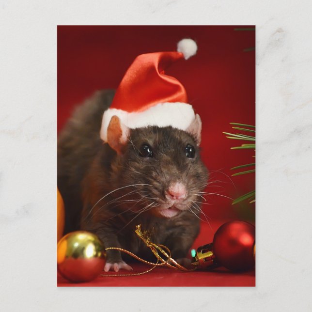 Angry dwarf. postcard (Front)