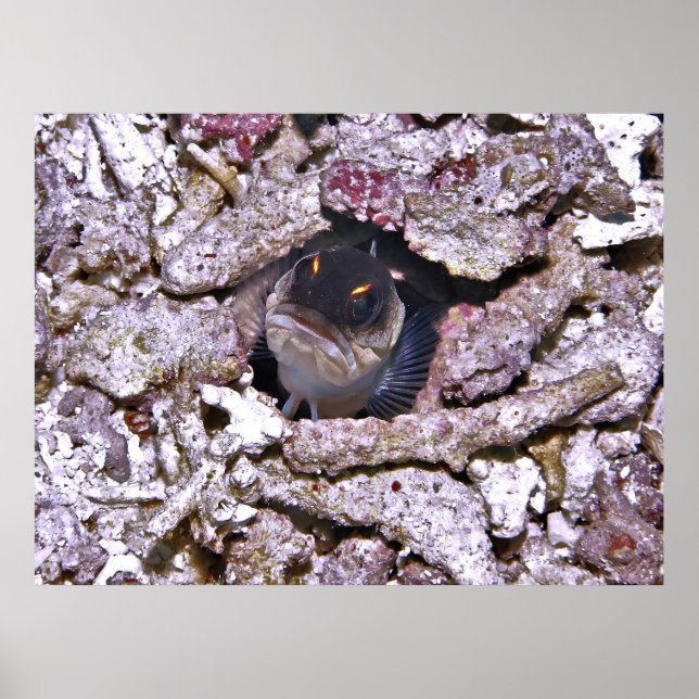 Angry Fish Poster (Front)