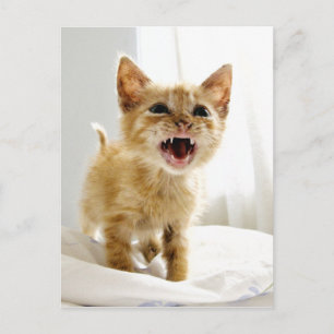 Angry Kitten Postcard