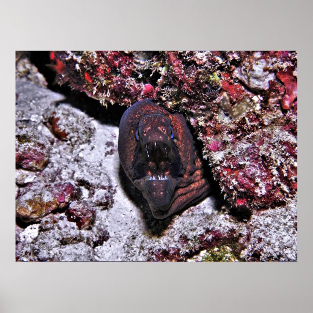 Angry Little Eel Poster (Front)