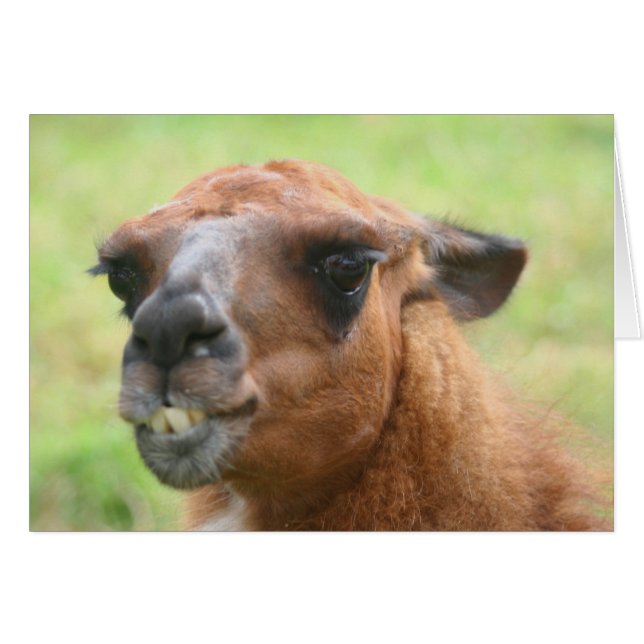 Angry Llama Face Farm Animal Card (Front Horizontal)