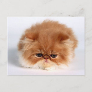 Angry Persian Puff Ball Kitten Postcard