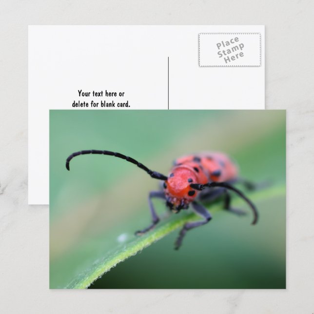 Angry Red Beetle Bug Nature Photography  Postcard (Front/Back)