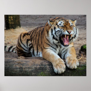 Angry Roaring Tiger Photo Poster