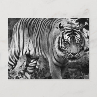 Angry Tiger Postcard