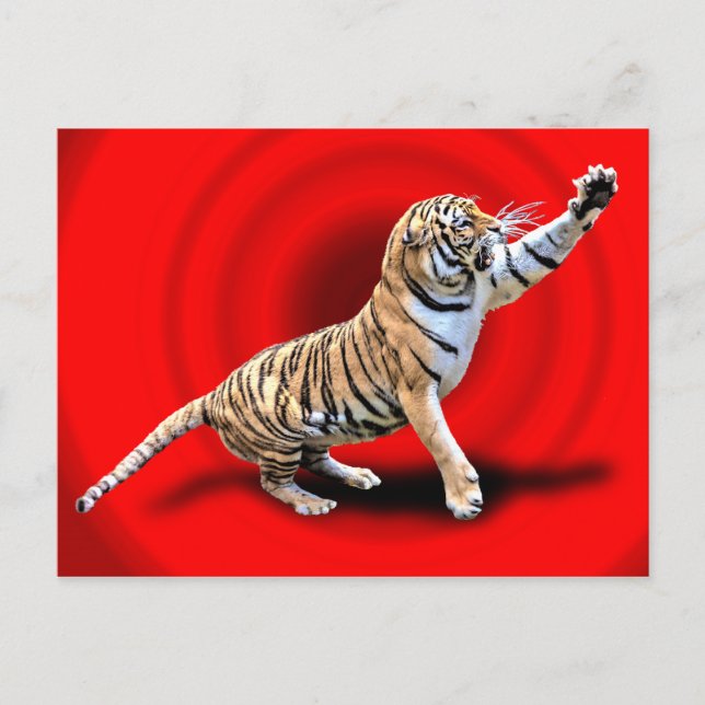 ANGRY TIGER POSTCARD (Front)