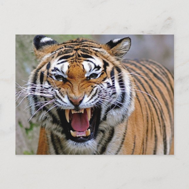 Angry Tiger Postcards (Front)