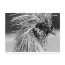 Angry Wet Silkie Chicken