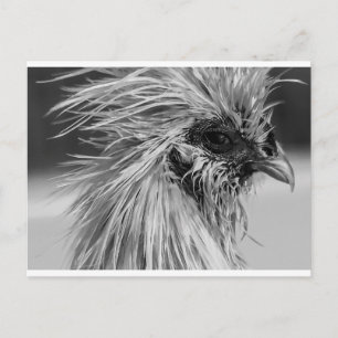 Angry Wet Silkie Chicken Postcard
