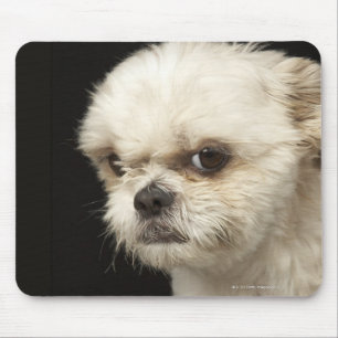 Angry white Shih Tzu with brown eyes Mouse Pad