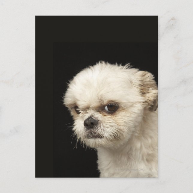 Angry white Shih Tzu with brown eyes Postcard (Front)