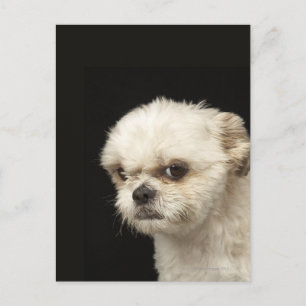 Angry white Shih Tzu with brown eyes Postcard