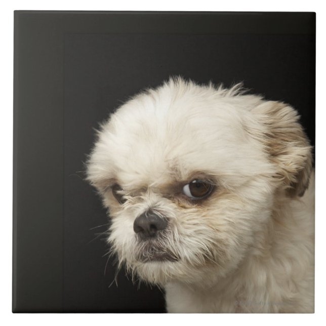 Angry white Shih Tzu with brown eyes Tile (Front)