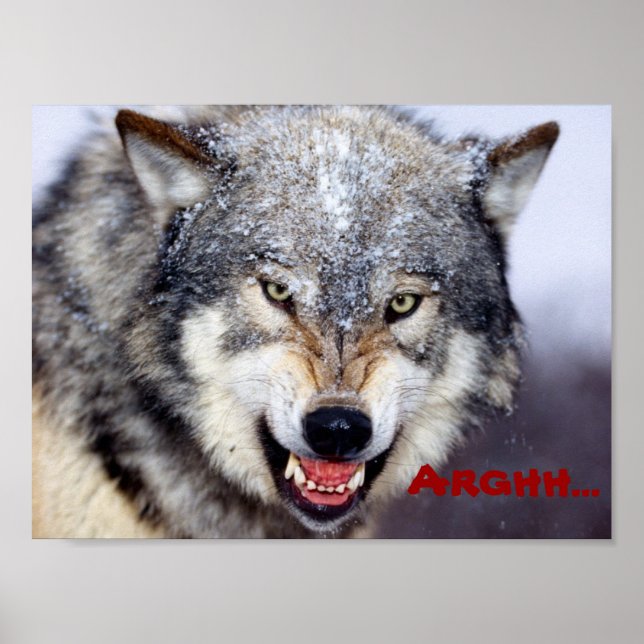 angry wolf poster (Front)