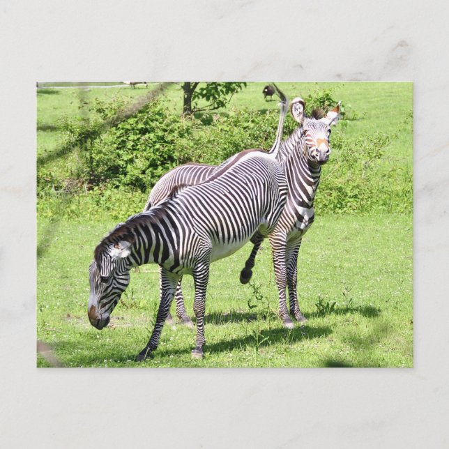 Angry Zebra Postcard (Front)