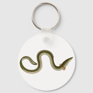 Anguilla anguilla key ring