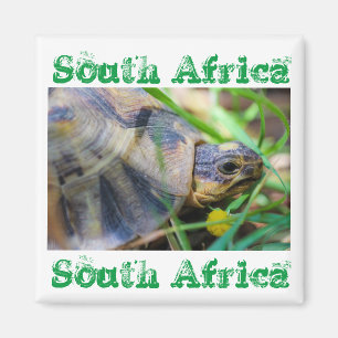 Angulate Tortoise South Africa Nature Magnet