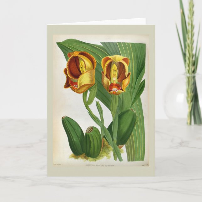 Anguloa Ruckerii Sanguine Lindenia Orchid Card (Front)