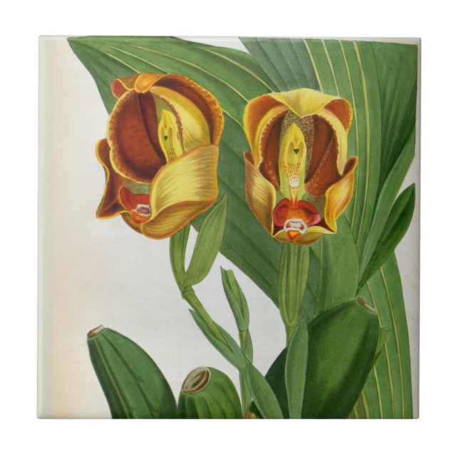 Anguloa Ruckerii Sanguine Lindenia Orchid Ceramic Tile (Front)