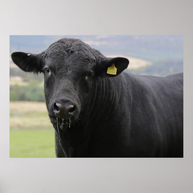 Angus black beef bull poster (Front)