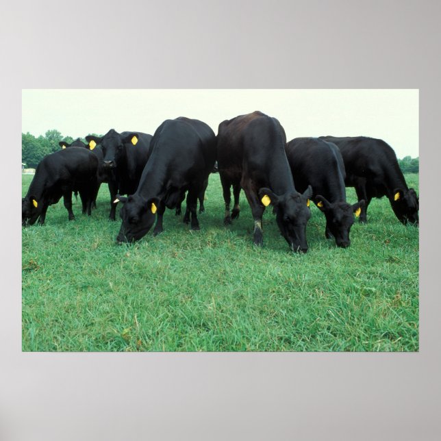 Angus cattle poster (Front)